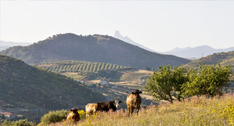 Azienda Agricola